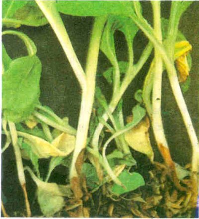 Marul fidelerinde kök çürüklüğü.